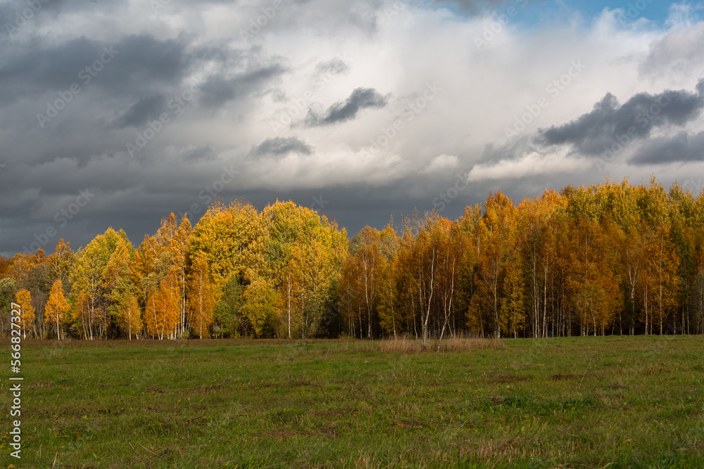 Forest in autumn with yellow leaves