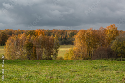Forest in autumn with yellow leaves