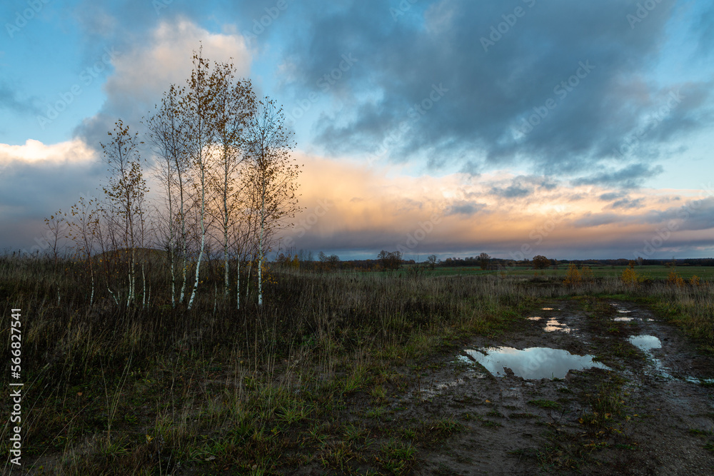 Obraz premium Forest in autumn with yellow leaves