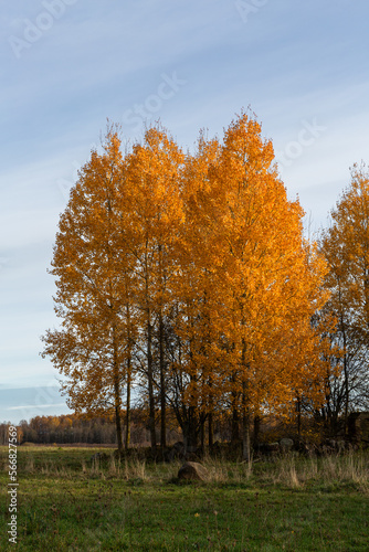 Forest in autumn with yellow leaves