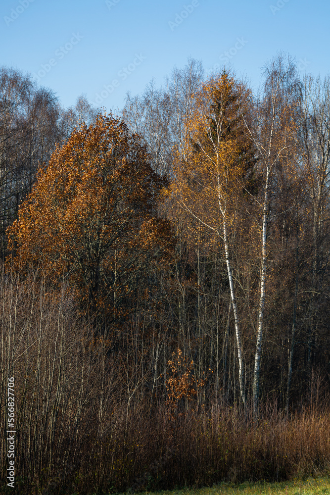 Fototapeta premium Forest in autumn with yellow leaves
