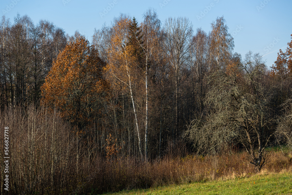 Forest in autumn with yellow leaves