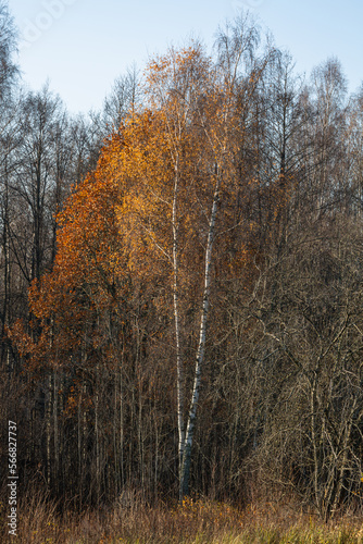 Forest in autumn with yellow leaves