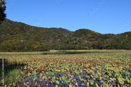 大山上池・大山下池 ラムサール条約登録地 ／ 山形県鶴岡市大山にある灌漑用のため池です。国指定の鳥獣保護区と特別保護地区に指定され、さらに国際的に重要な湿地を保全する「ラムサール条約」にも登録されました。また、2010年には農林水産省の「ため池百選」にも選定されています。 photo