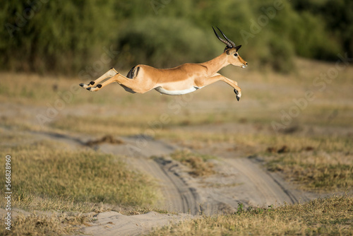 Leaping Impala, Chobe National Park, Botswana