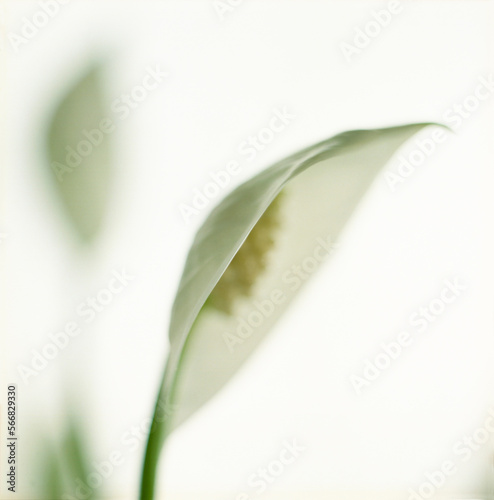 Close up of Peace Lily. photo
