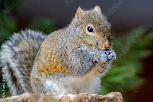 "Eastern Gray Squirrel" © scottevers7