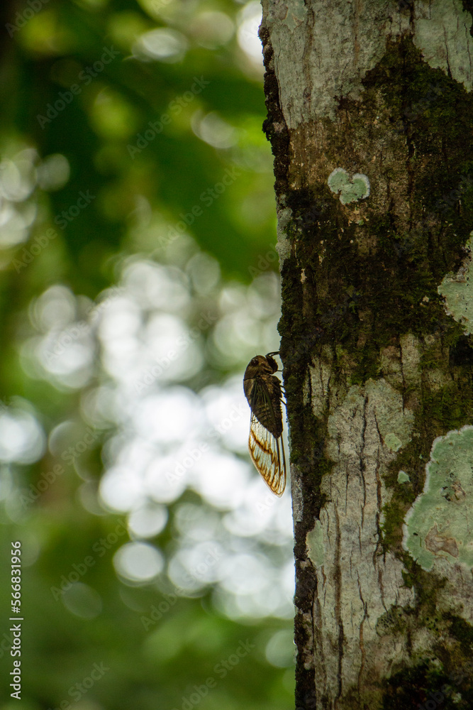 Fototapeta premium cicada on a tree