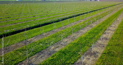 Bare young tree saplings planted among long narrow vegetable beds with early sprouts on warm sunny spring day aerial view