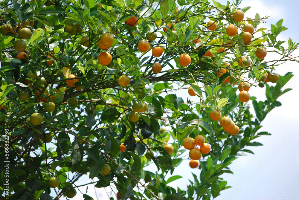orange tree in harvest