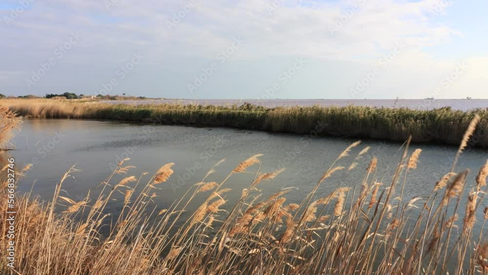 Paysage de camargue salin sud de la France 