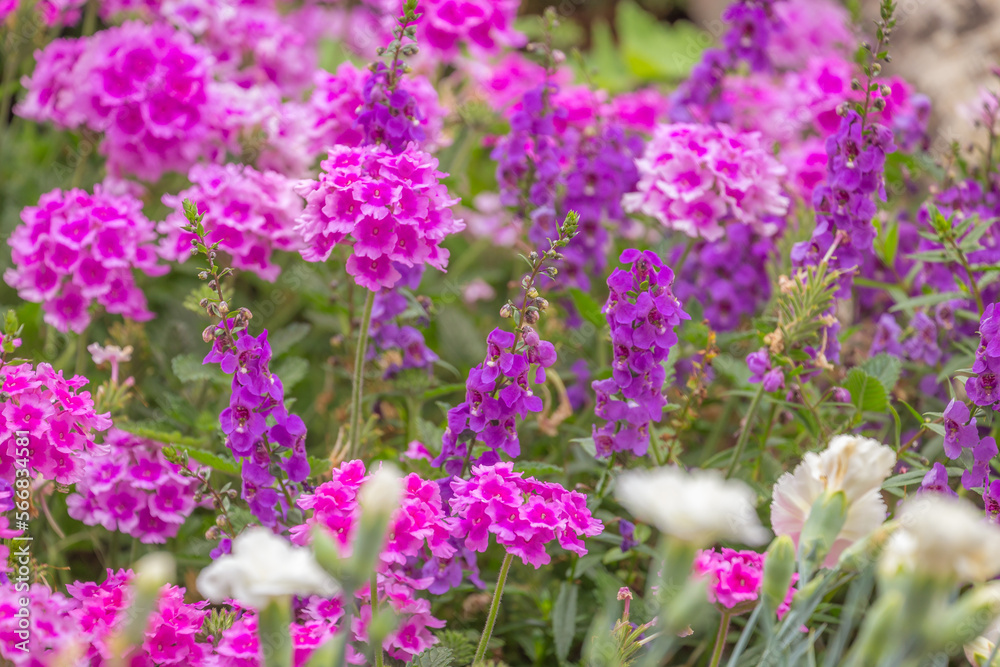 Obraz premium Purple and pink flowers at golden sunset, idyllic landscape in Giverny, France