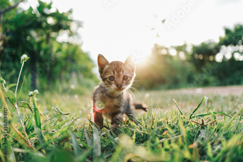 cute kitten playing in backyard
