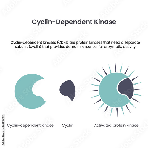 Cyclin dependent kinases scientific vector illustration infographic