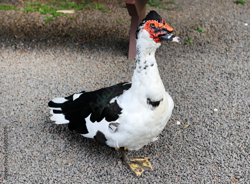 black and white duck 