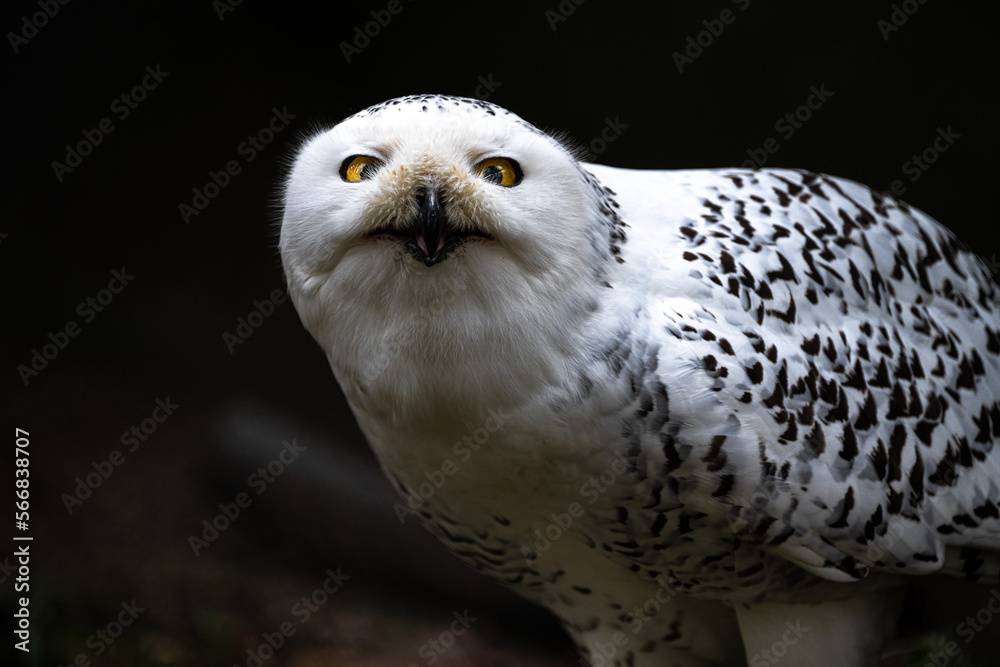 Obraz premium Portrait of a Snowy Owl (Bubo scandiacus)