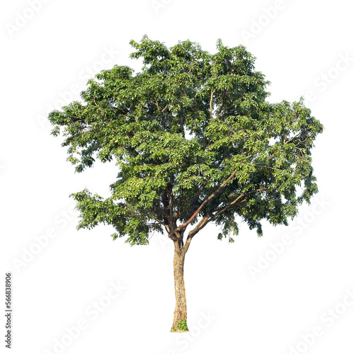 Green tree isolated on transparent background with clipping path  single tree with clipping path and alpha channel. are Forest and foliage in summer for both printing and web pages. 