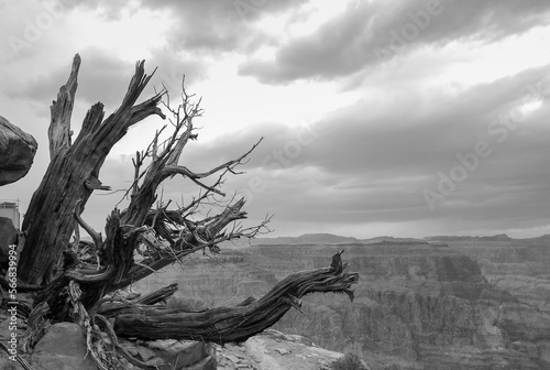 A dead tree in Grand Canyon