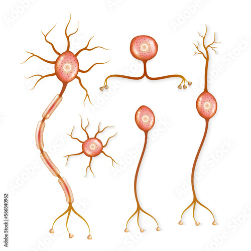 a set of different neuronal cells