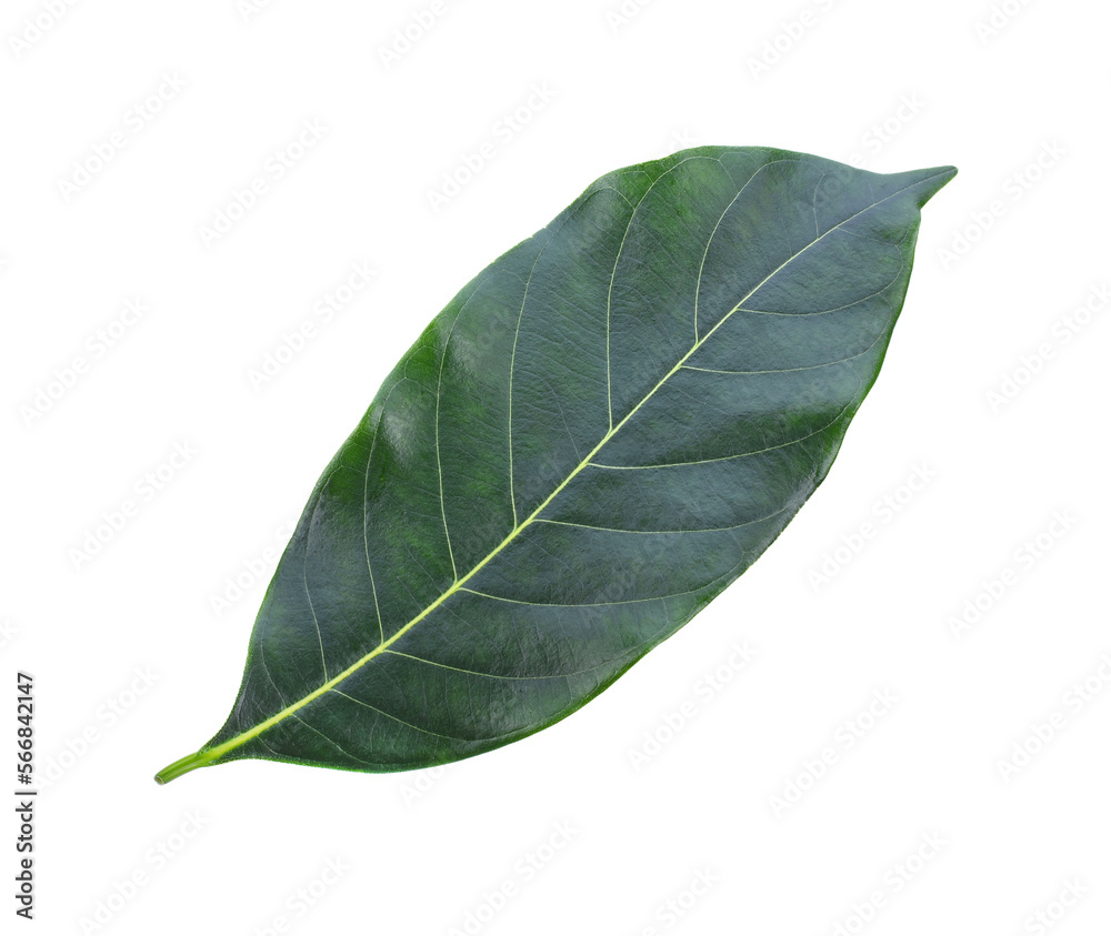section of jackfruit isolated transparent png section of jackfruit isolated transparent png