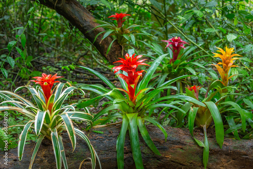 Bromeliad Flowers, Guzmania Tropical plants in rainforest, Pantanal , Brazil