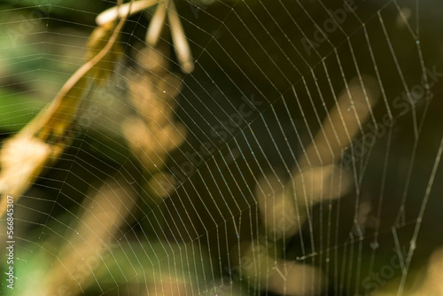 spidr web cob in the garden   photo