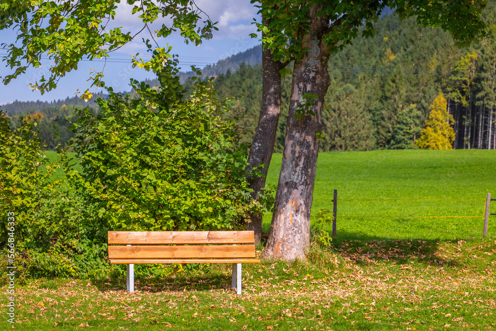 Bench Under Autumn Tree in idyllic bavarian alps in Fussen, Germany Bench Under Autumn Tree in idyllic bavarian alps in Fussen, Germany