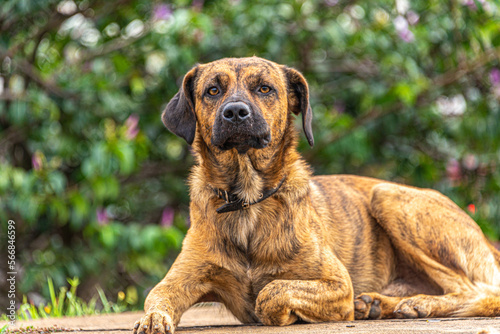 portrait of a dog