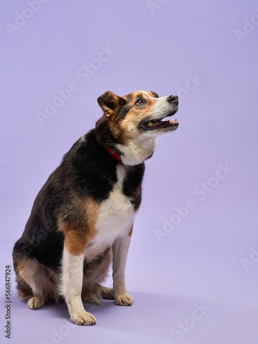 Portrait of a beautiful dog lilac background. Mix of breeds. Happy Pet in the studio © annaav