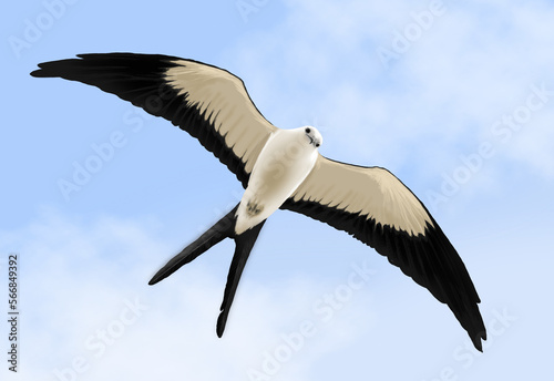 illustration of the Swallow-tailed Kite Elanoides forficatus, Swallow-tailed Kite, Elanoides forficatus, gavião tesoura, scissor hawk, Swallow-tailed hawk, photo