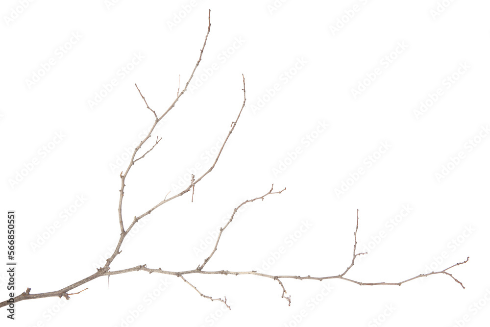 One dry tree twig isolated on white One dry tree twig isolated on white