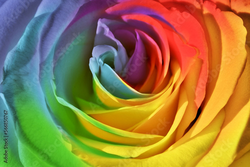 Beautiful rose flower in rainbow colors as background, closeup