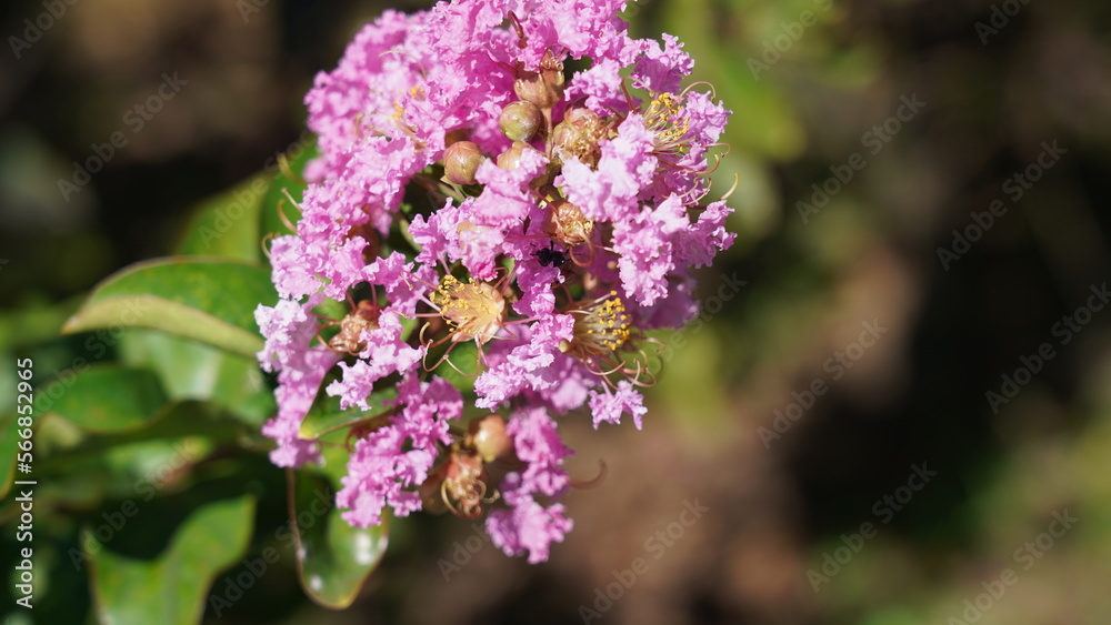 Queen Crapemyrtle|Lytnraceae|Lagerstroemia indica|紫薇 Queen Crapemyrtle|Lytnraceae|Lagerstroemia indica|紫薇