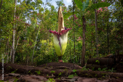 corpse flower or Amorphophallus titanum in forest photo