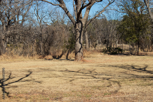 Autumn baren trees in a dry field casting shadows across the park, located in Abilene State Park, Texas  photo