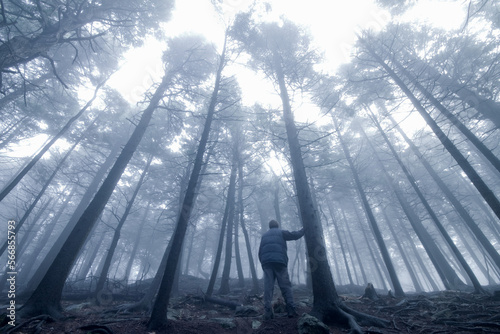 Φωτογραφία hiker in foggy forest 
-Mount Watatic, Massachusetts