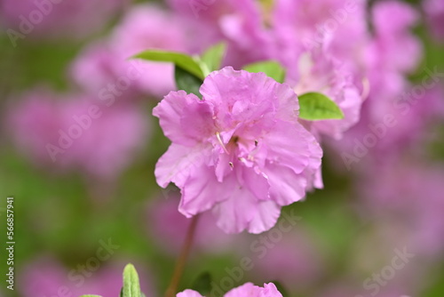 Flowers Blooming in the Spring