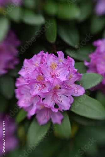Flowers Blooming in the Spring