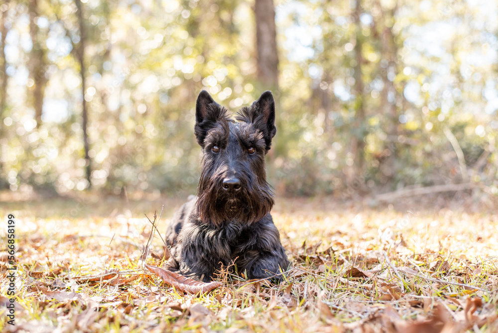 Scottish Terrier Purebred dog at a fall landscape