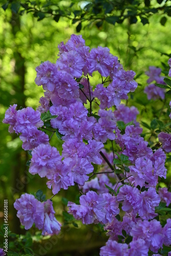 Flowers Blooming in the Spring