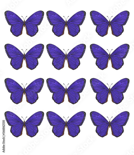 Set of tropical blue morpho butterflies for print