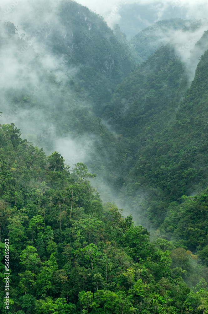 Montañas selváticas y misteriosas de la selva de Chiapas. Montañas selváticas y misteriosas de la selva de Chiapas.