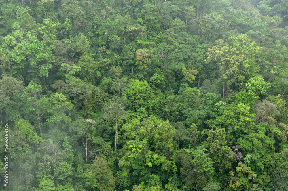 Vista aérea de la selva de Chiapas y su selva tropical lluviosa