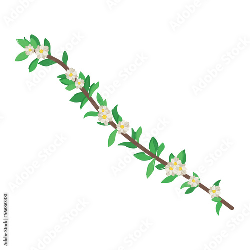 Beautiful spring tree branch with flowers on white background