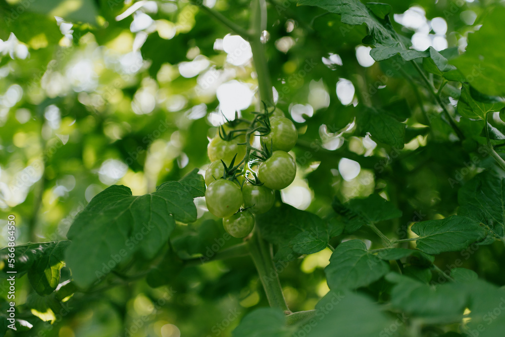 Fototapeta premium Cherry tomatoes in the greenhouse