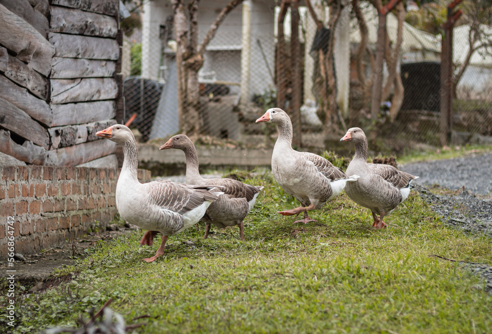 group of free geese walking group of free geese walking