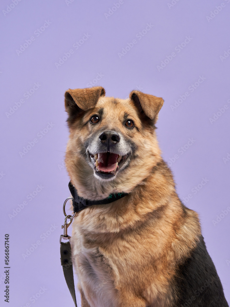 Portrait of a beautiful dog lilac background. Mix of breeds. Happy Pet in the studio