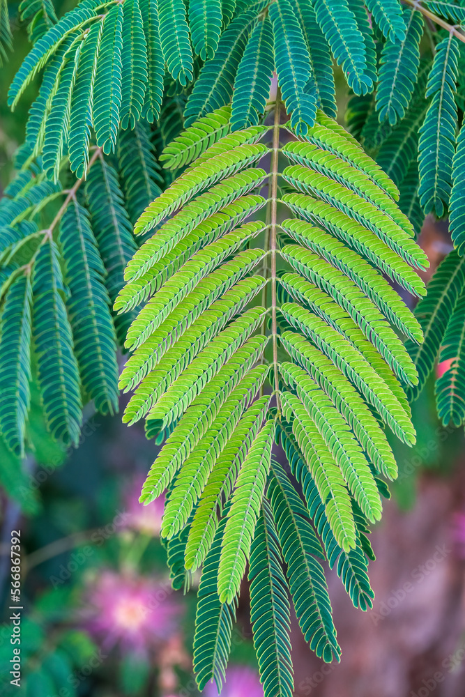 Close up of Mimosa tree leaves and leaflets. julibrissin tree