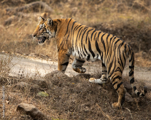 Langdi  the Bengal Tiger spotted in Pench National Park  india