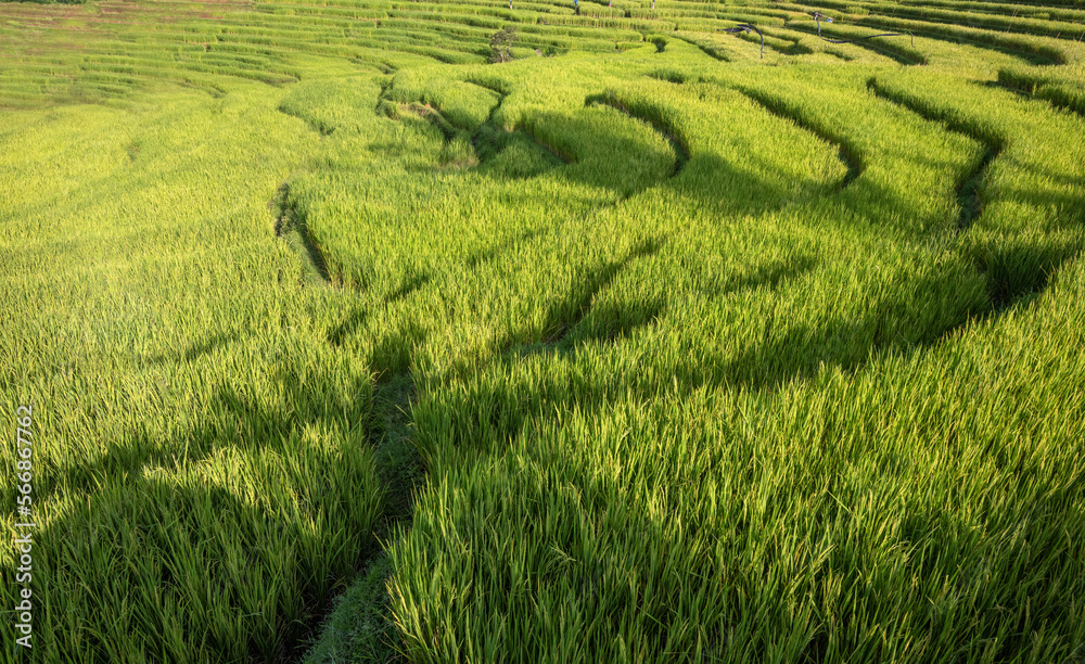 rice terraces in island